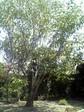 Cherry.jpg