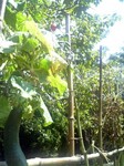Cucumber.jpg
