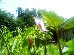 Eggplant.jpg